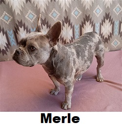 Merle